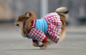 up dog