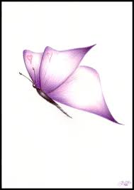 purple butterfly photos