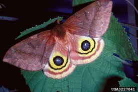 giant silkworm moth