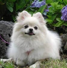 Pomeranian. About Pomeranians