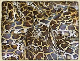 burmese python