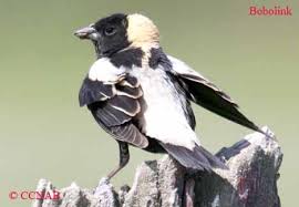 A male Bobolink along the