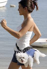the dog