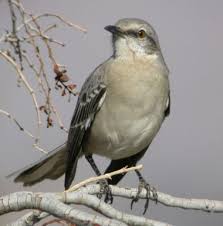 Arkansas State Bird: