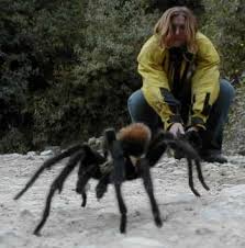 tarantula species pictures