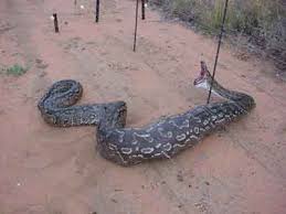snake pictures