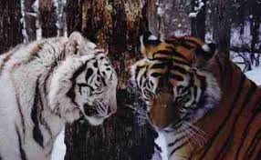 siberian tiger extinct