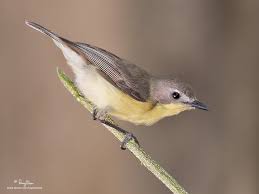 small birds pictures