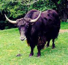 YAKS