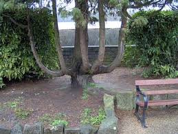 strange trees