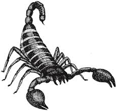 dangerous scorpions