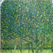 pictures pear trees