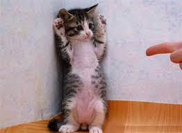 funny pics of animals