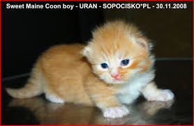القطط - (*أكبر موسوعة للقطط الاليفة لمحبي القطط*) Uran30112008-2