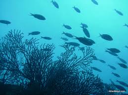 school of fish