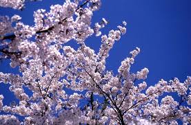 cherry blossom