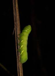 green caterpillar pictures
