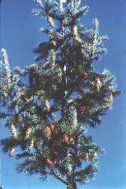 The Douglas Fir is also known
