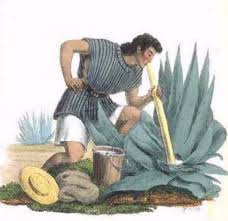 pulque