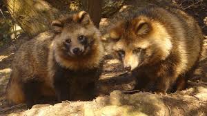 Tanuki