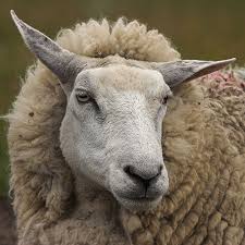 أضحية العيد لحفيدات النبي Sheep