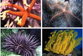 types of echinoderms
