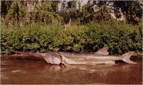yangtze river wildlife