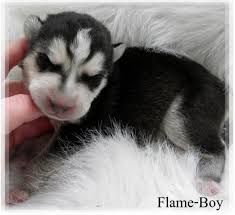 beautiful wolf images