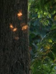 real fairy photos