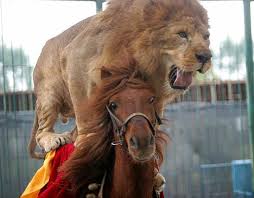 lions tigers