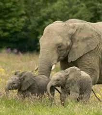 Visualitza la imatge a mida completa