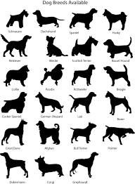 dog breeds pictures