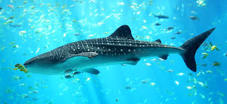 whale shark pictures