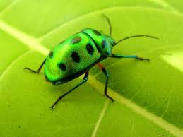 types beetles pictures