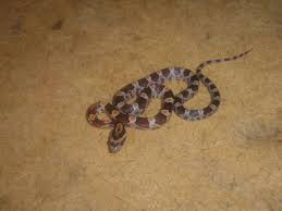 corn snake enclosure