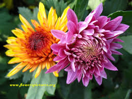 chrysanthemum flower pictures