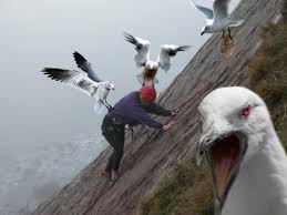 THE RUMOR: Angry Birds is