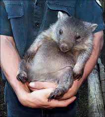 First Bigfoot, Now A Wombat!
