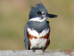 kingfisher