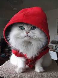 cute cat pictures