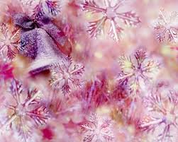 pink christmas background