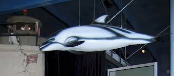 pacific white sided dolphin pictures