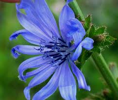 cornflower