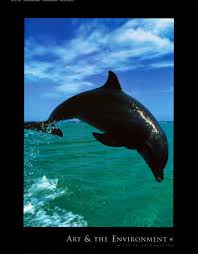 pictures bottlenose dolphins