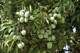 mango tree