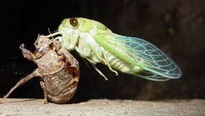 Dog-day Cicada