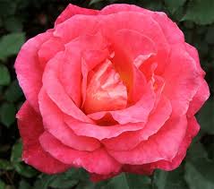 real roses