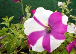 Petunias