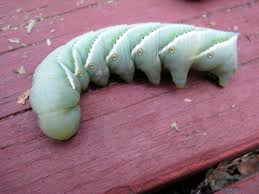 big green caterpillars