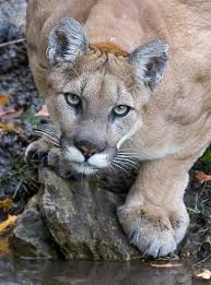 mountain lions